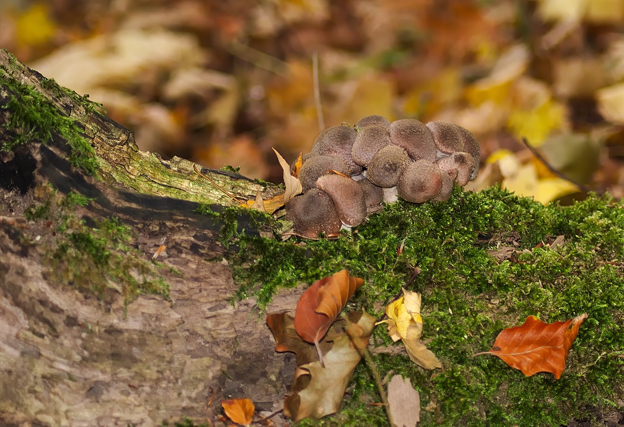 forest  autumn  mushrooms free photo