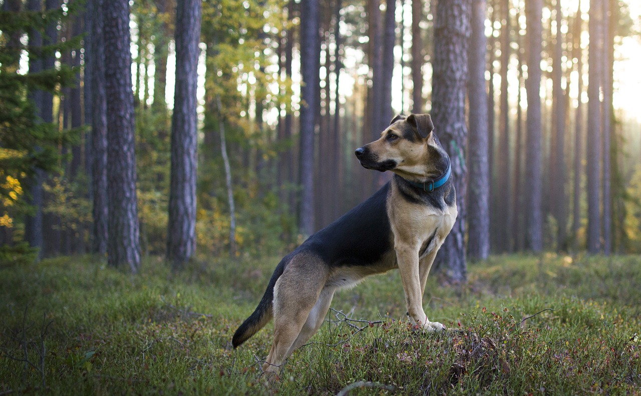 forest  dog  nature free photo