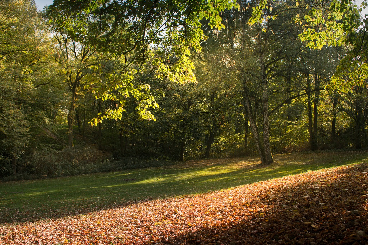 forest  harburg  hamburg free photo