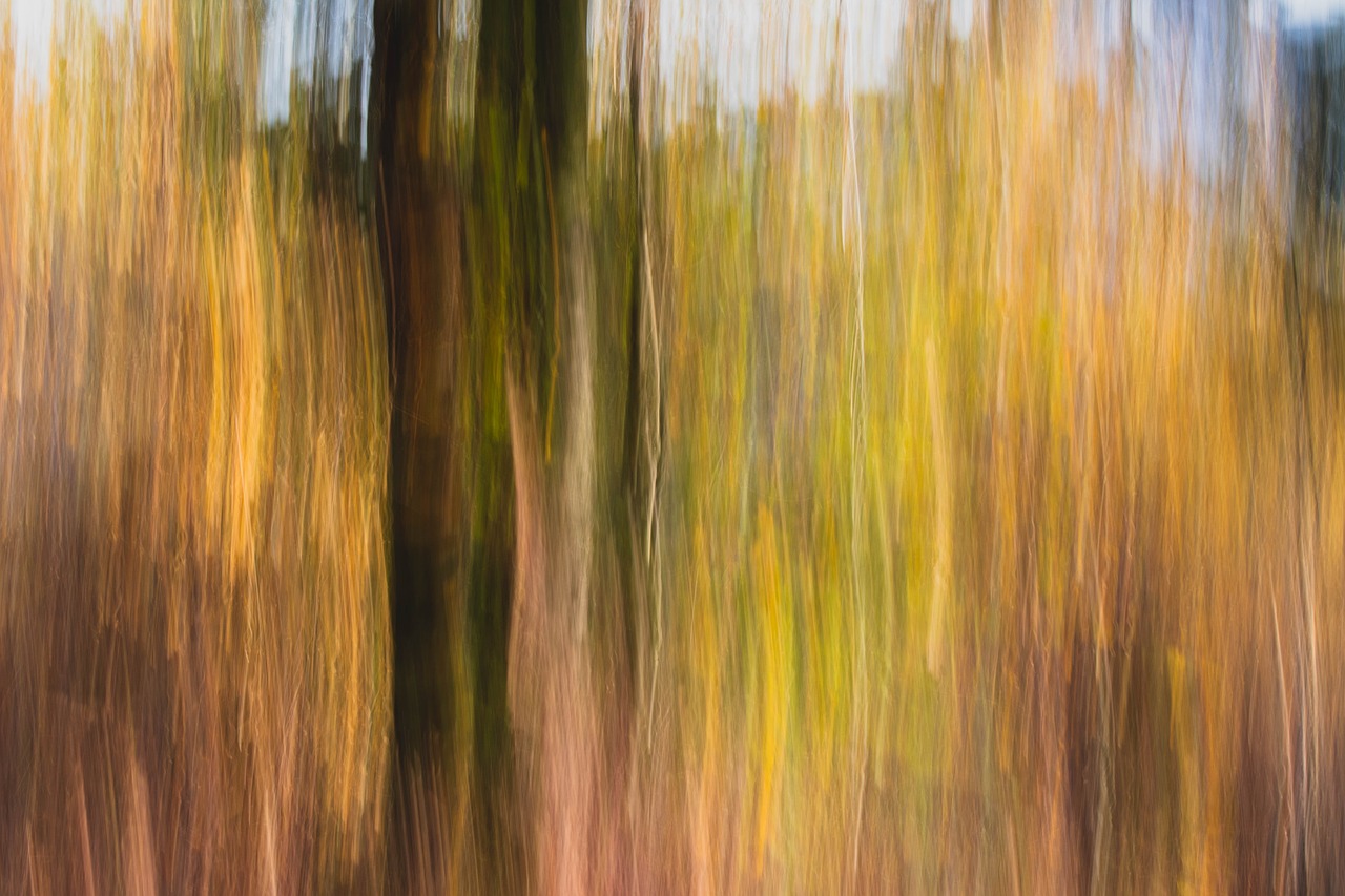 forest  autumn  abstraction free photo