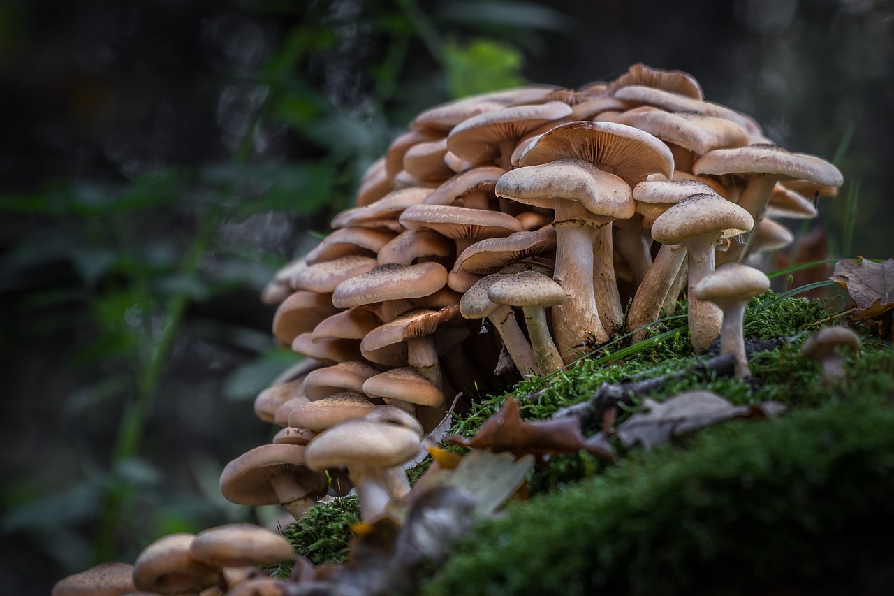 forest  mushrooms  litter free photo