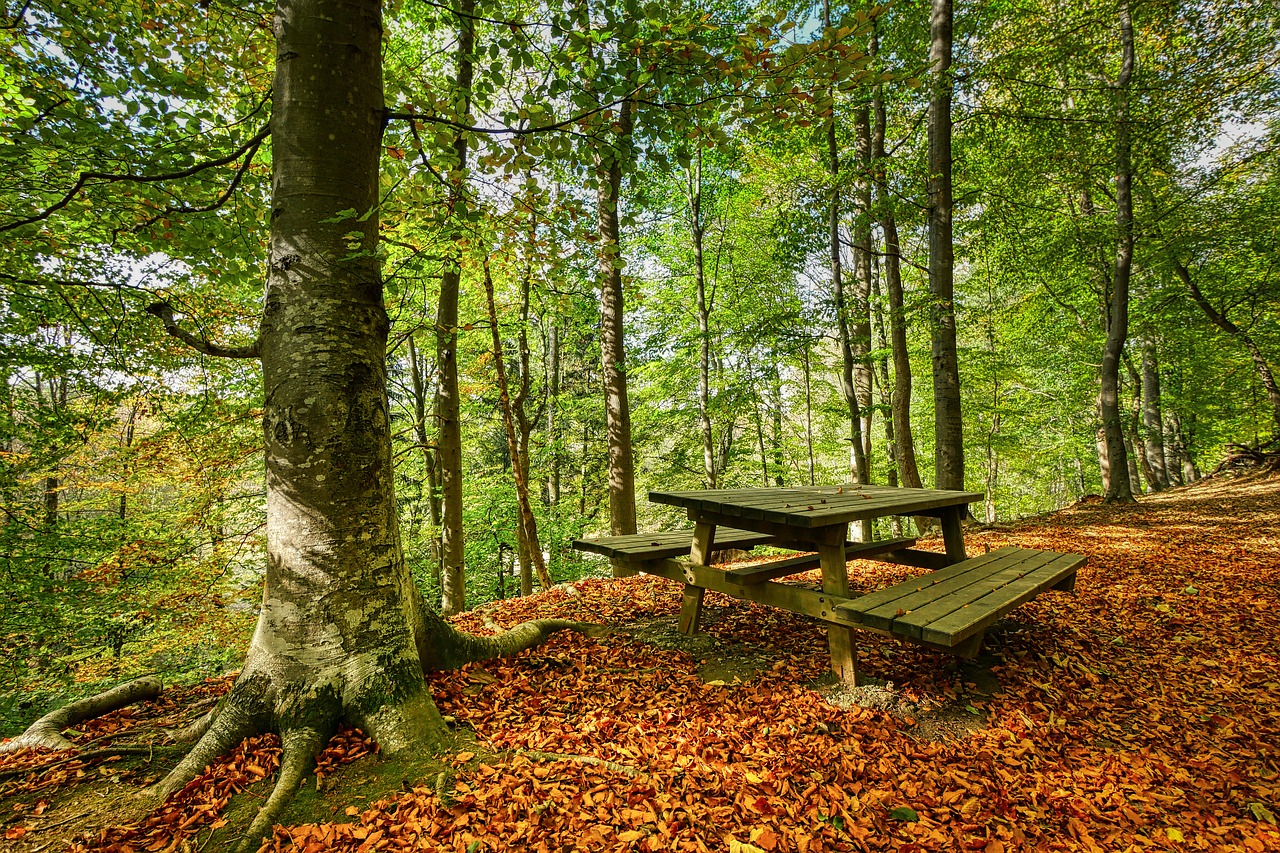 forest  bank  table free photo