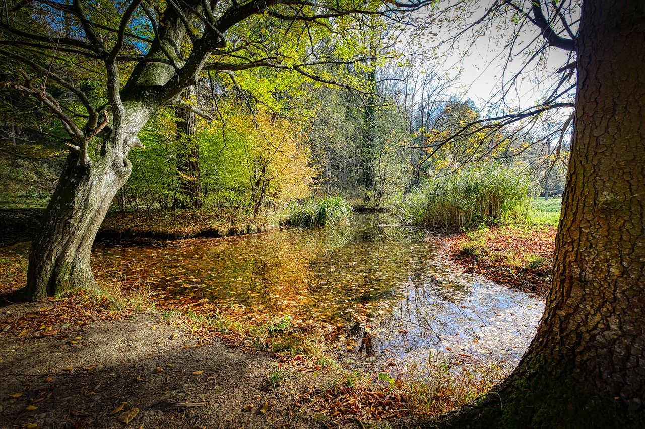 forest  bach  water free photo