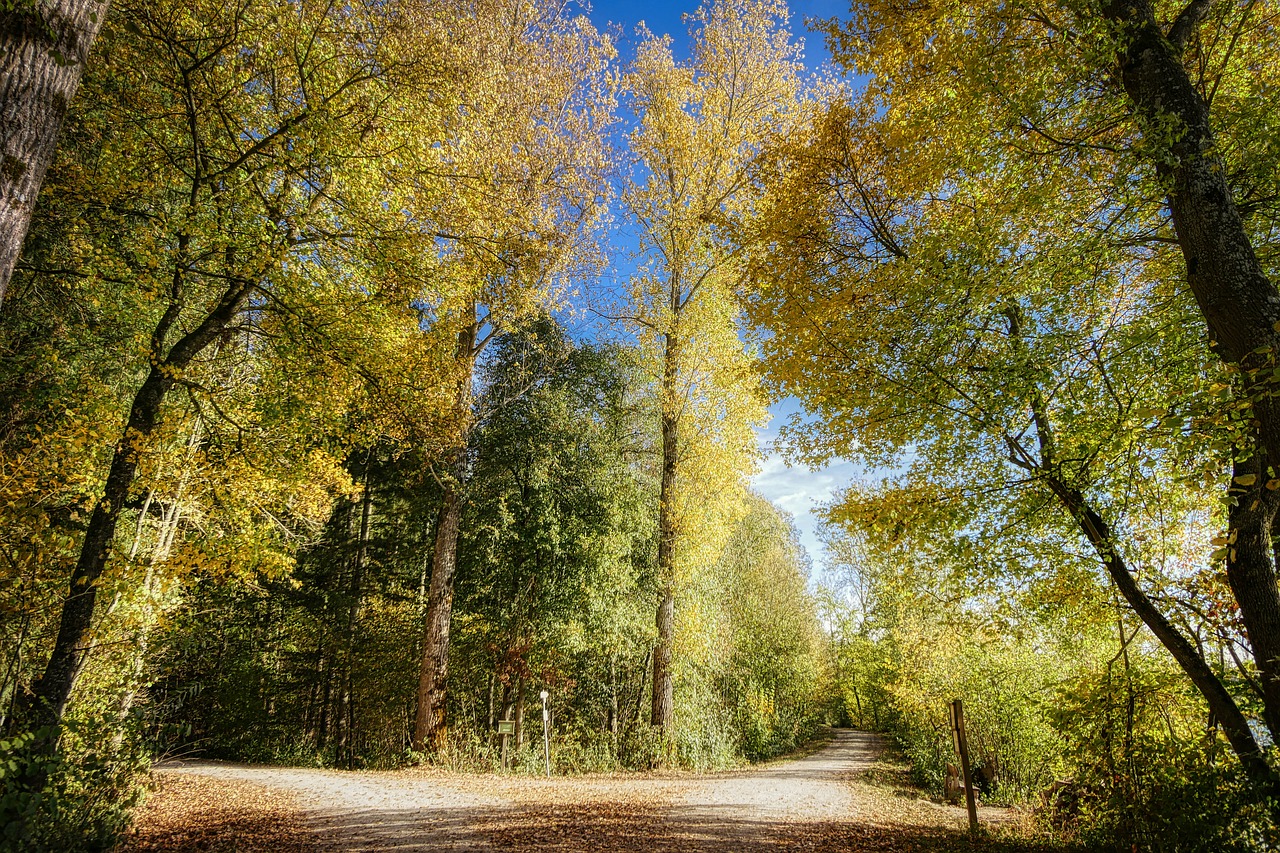 forest  autumn  nature free photo