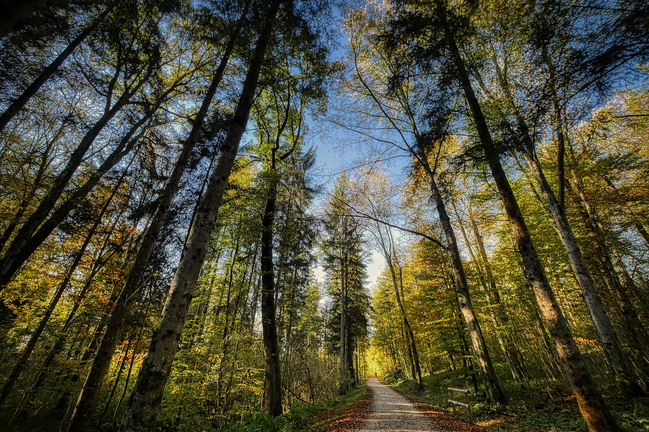 forest  sky  perspective free photo