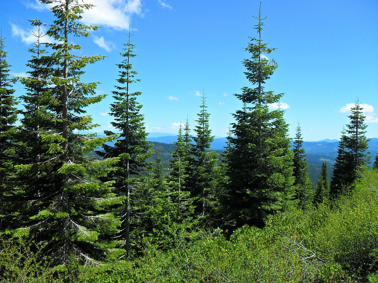 forest pines sky free photo