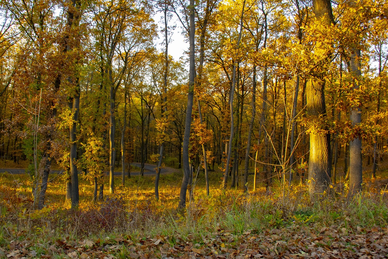 forest  autumn  light free photo