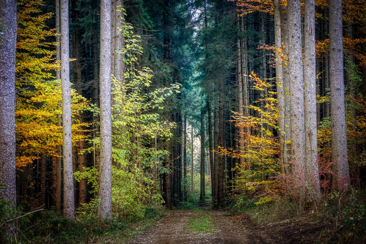 forest  autumn  nature free photo