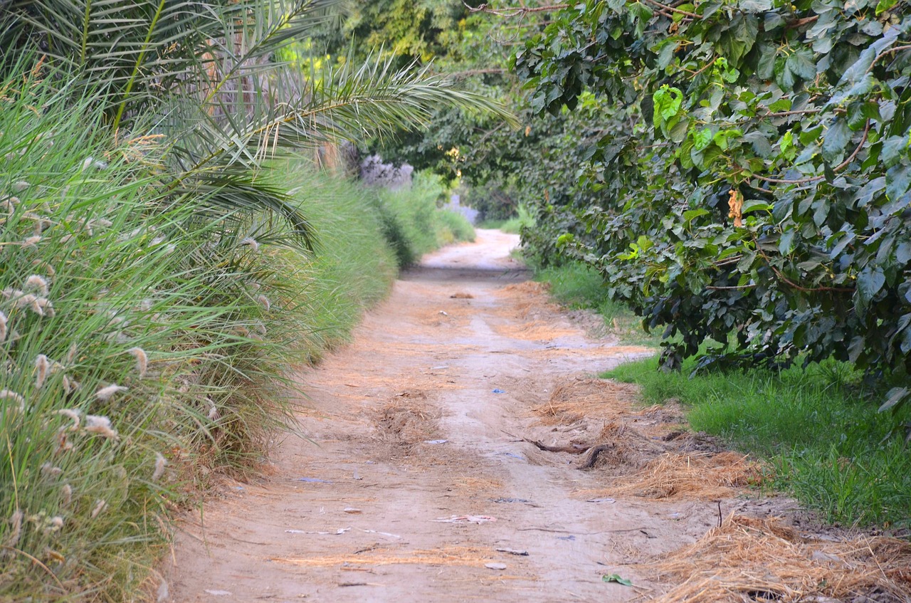 forest  path  footpath free photo