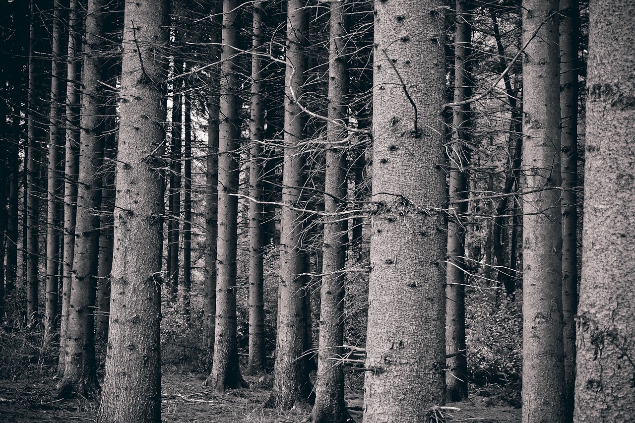 forest  trees  landscape free photo