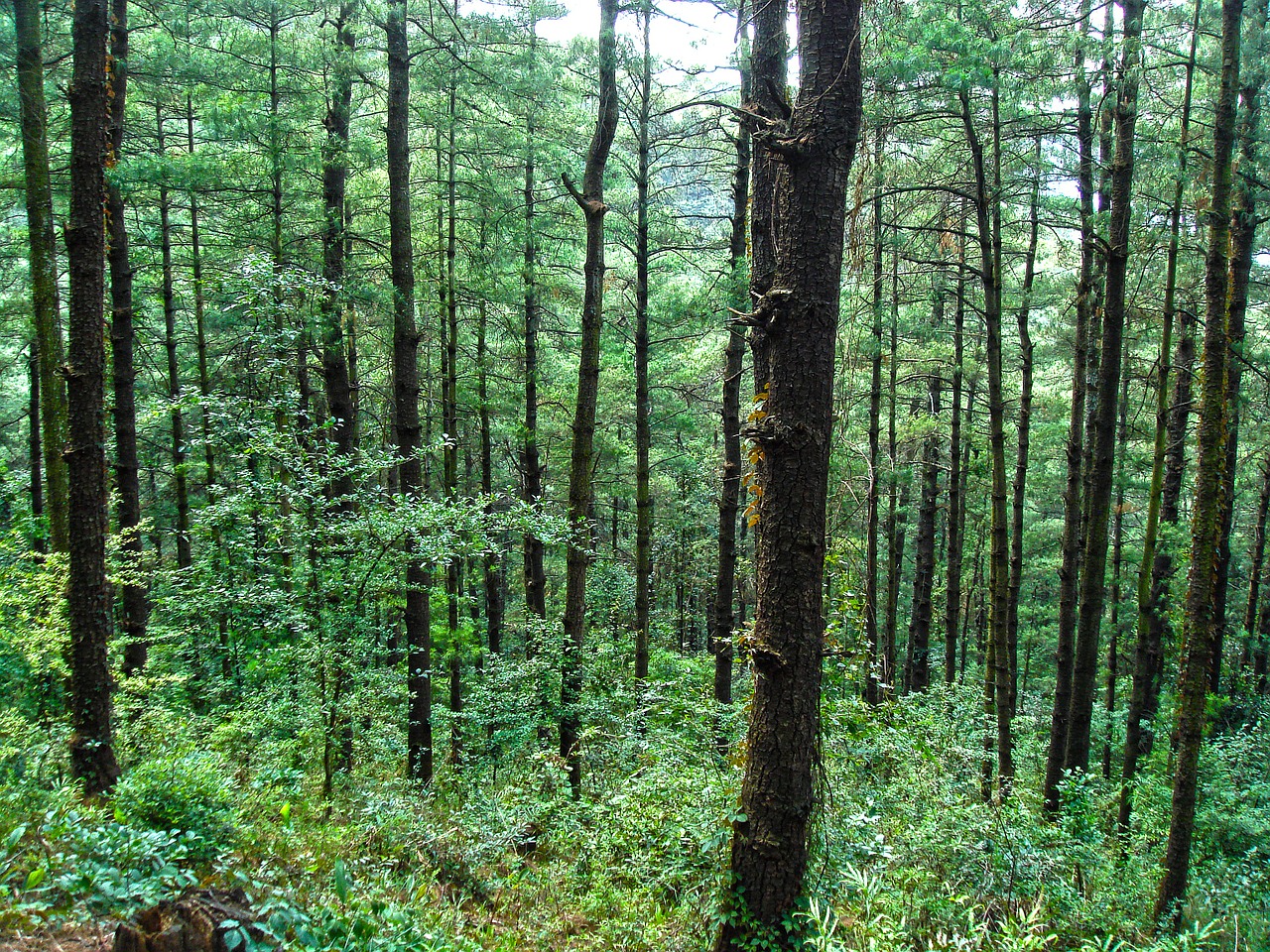 forest tree green free photo