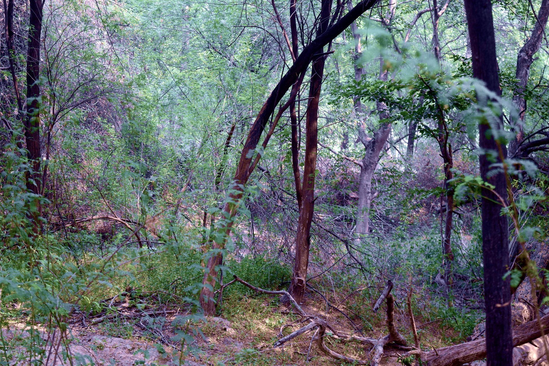 forest trees green free photo