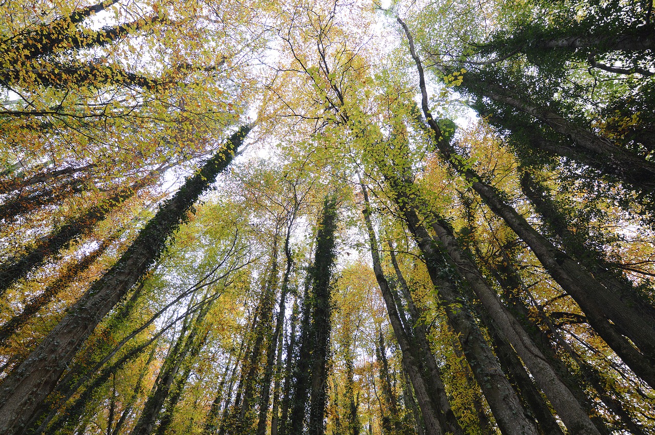 forest  autumn  glade free photo