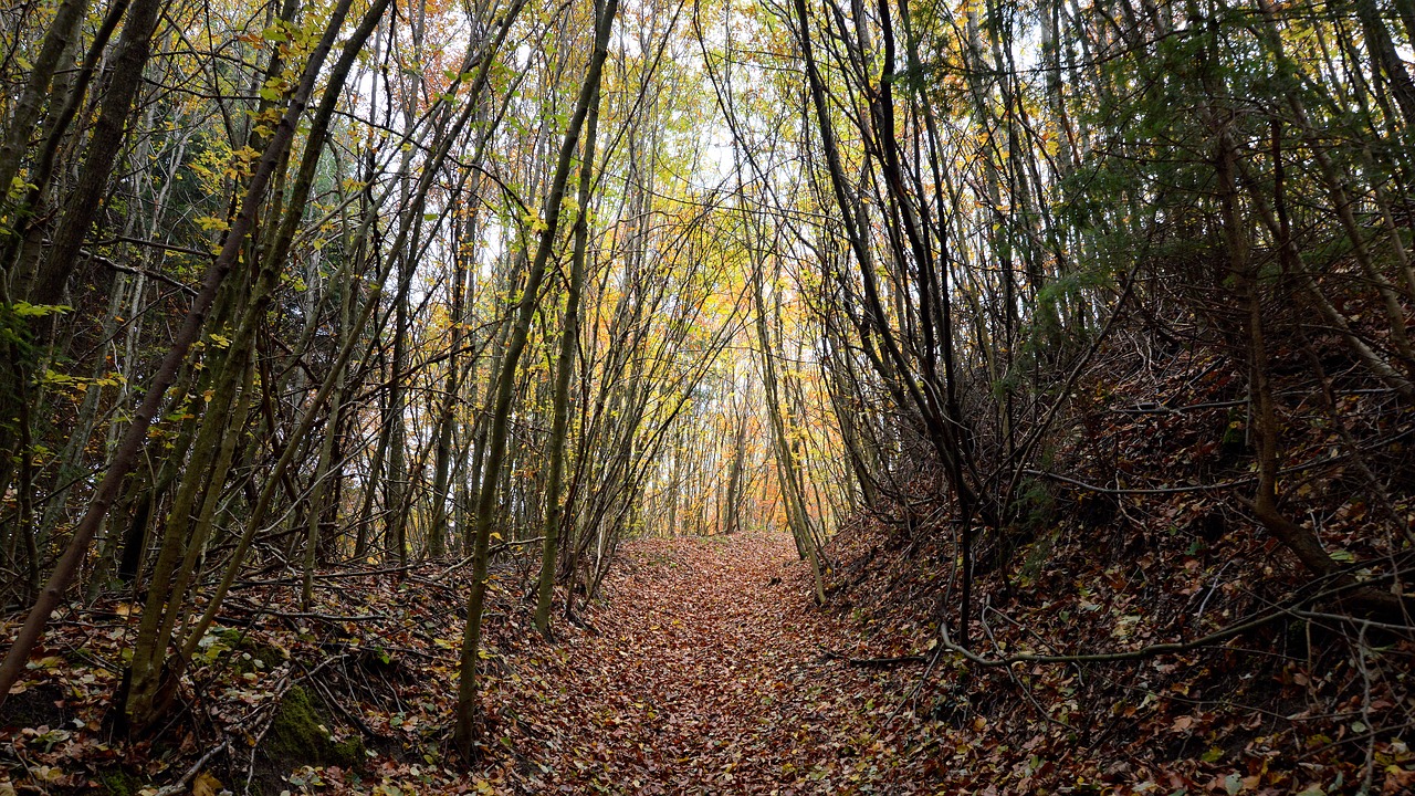 forest  trees  glade free photo