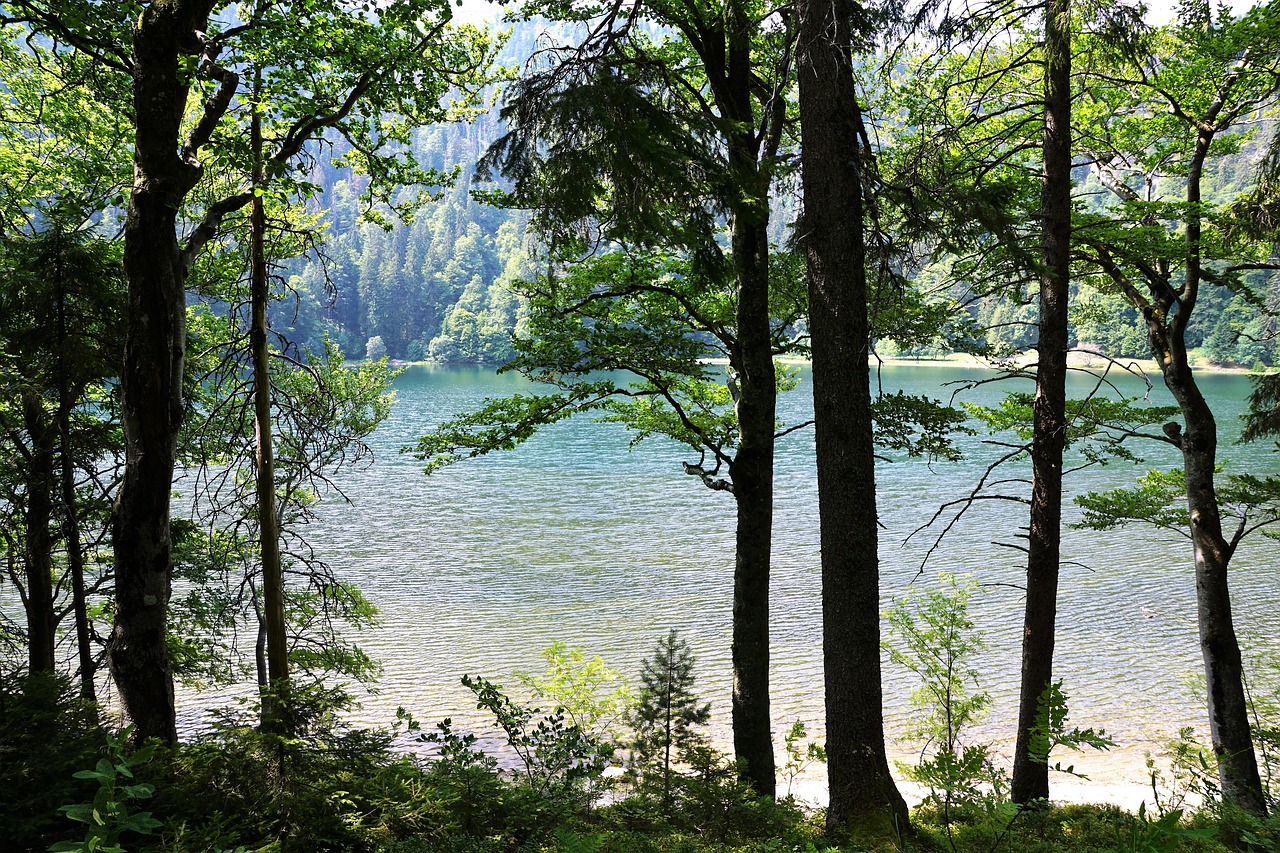 forest  feldberg  landscape free photo