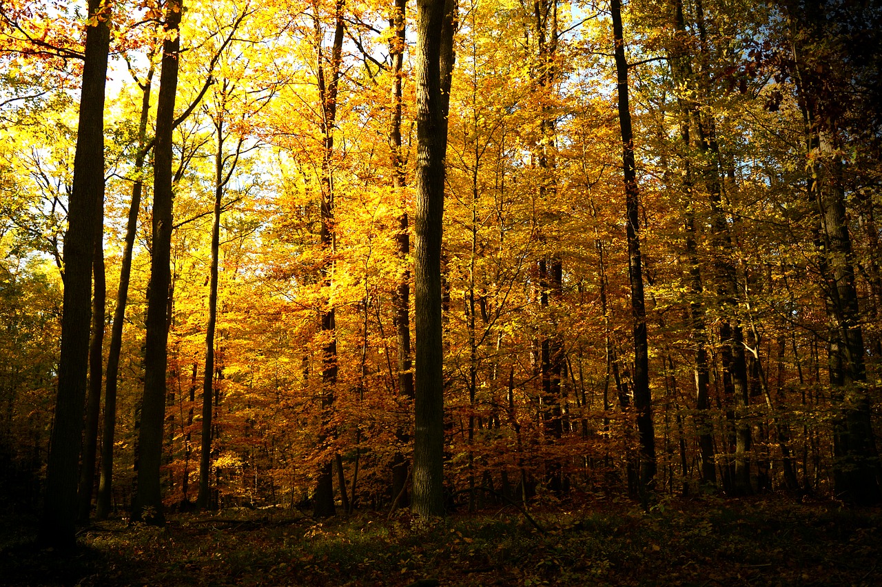 forest  deciduous forest  trees free photo