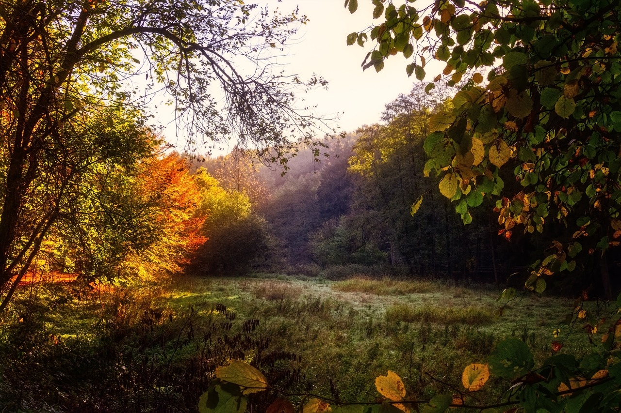 forest  glade  light free photo