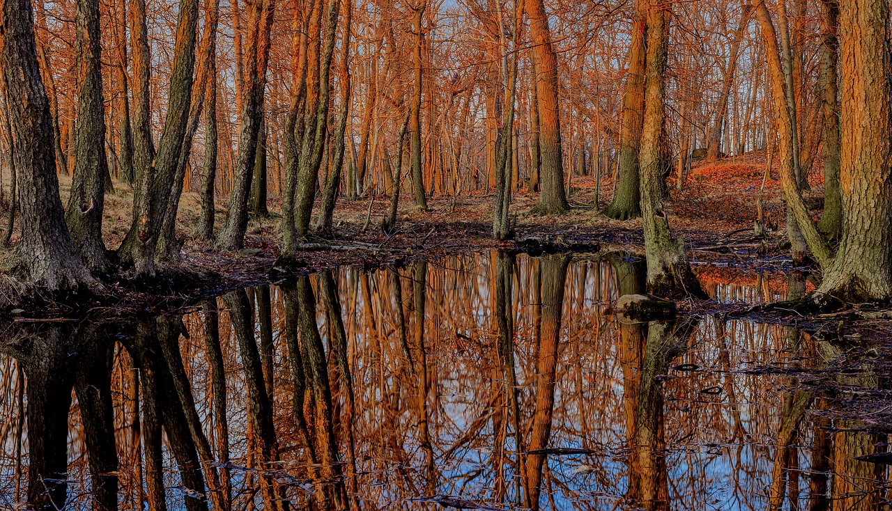 forest  sunset  lake free photo