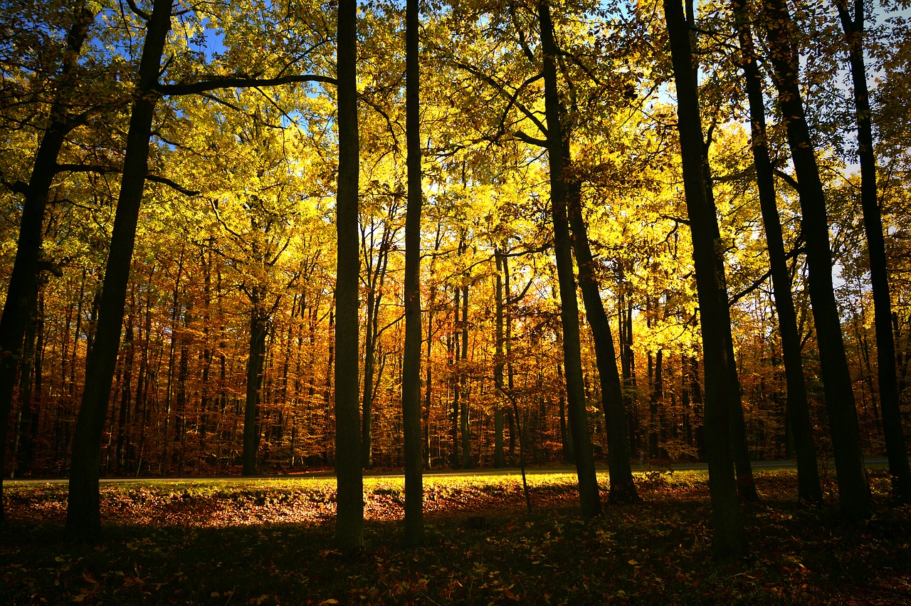 forest  deciduous forest  deciduous trees free photo