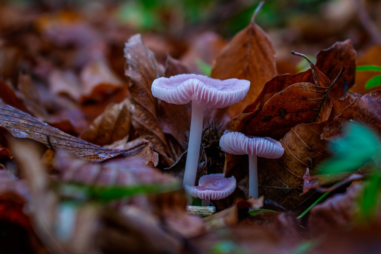 forest  mushroom  autumn free photo