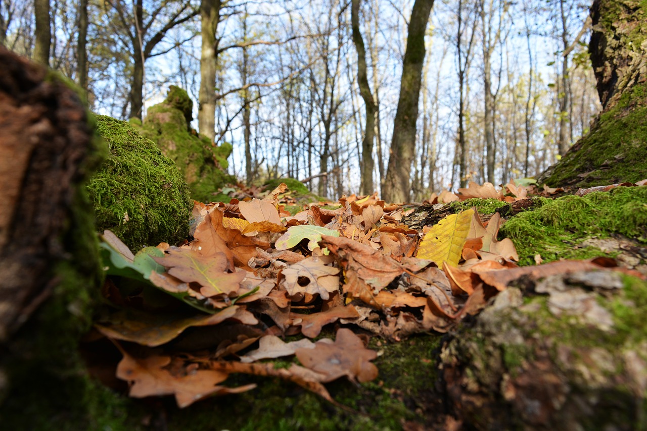 forest  nature  autumn free photo