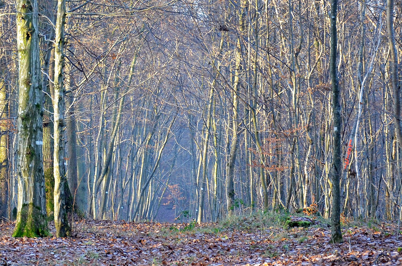 forest  trees  nature free photo