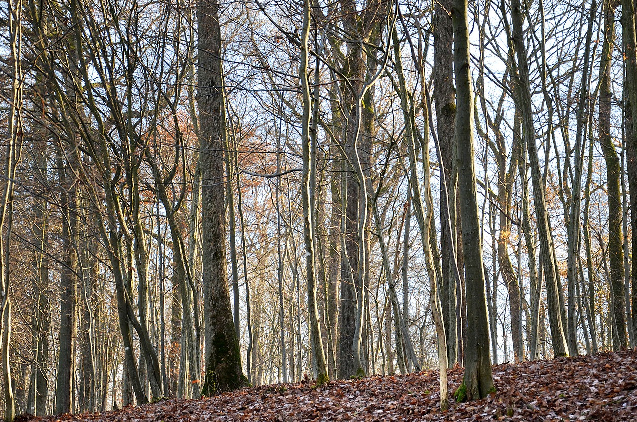 forest  trees  nature free photo