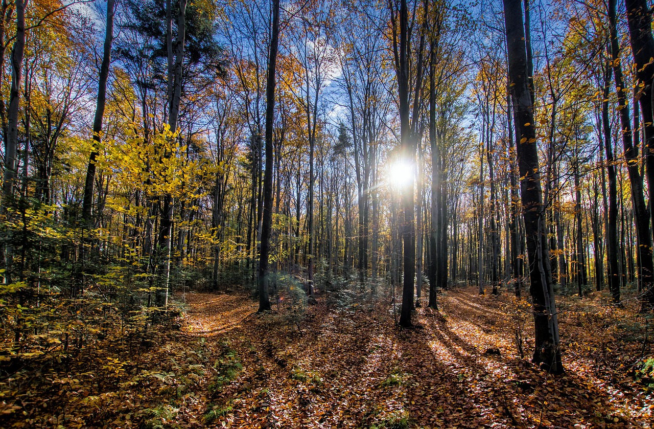 forest  tree  nature free photo