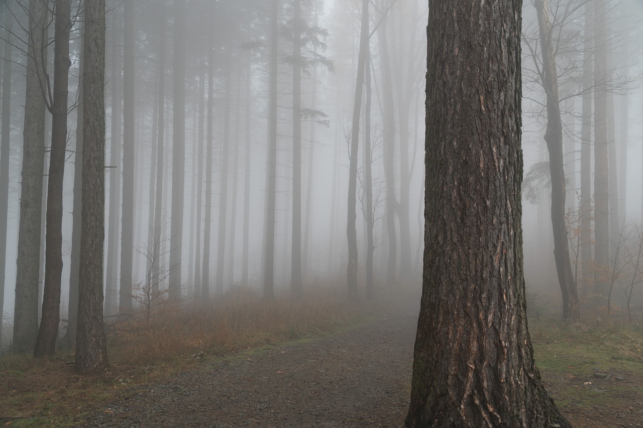 forest  tree  the fog free photo