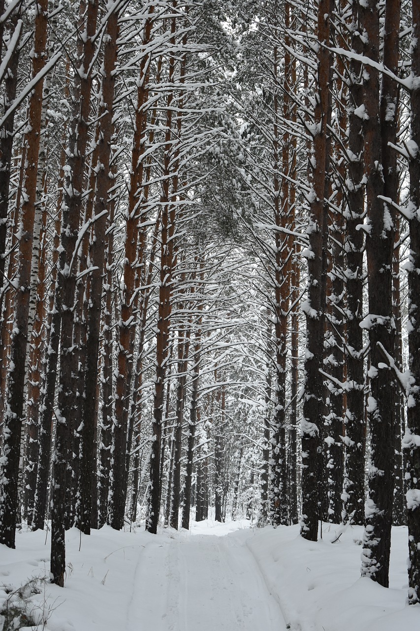 forest  winter  snow free photo