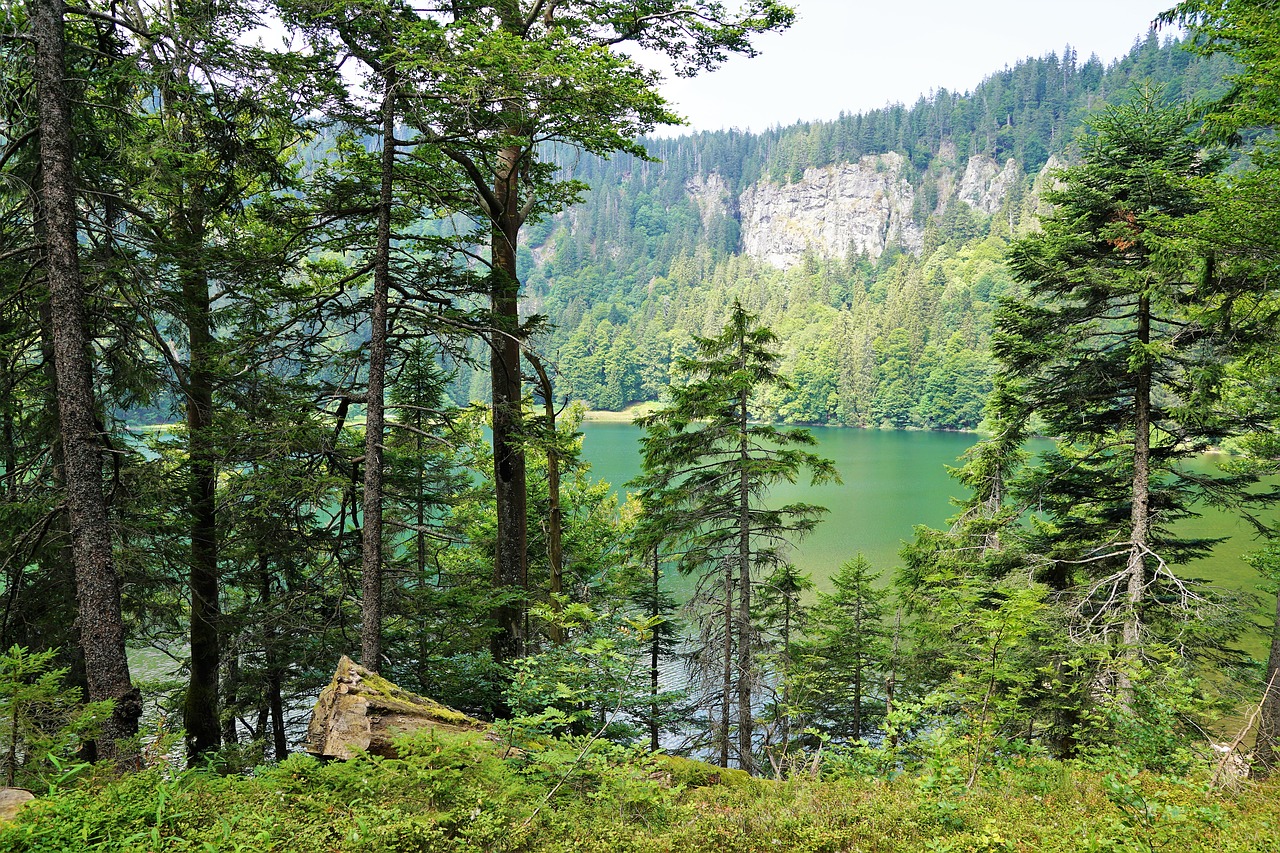 forest  feldberg  landscape free photo