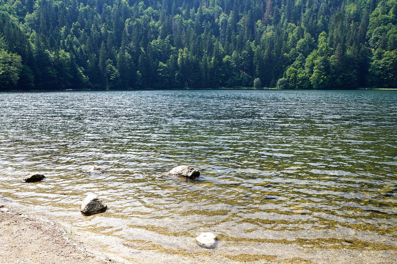 forest  feldberg  landscape free photo