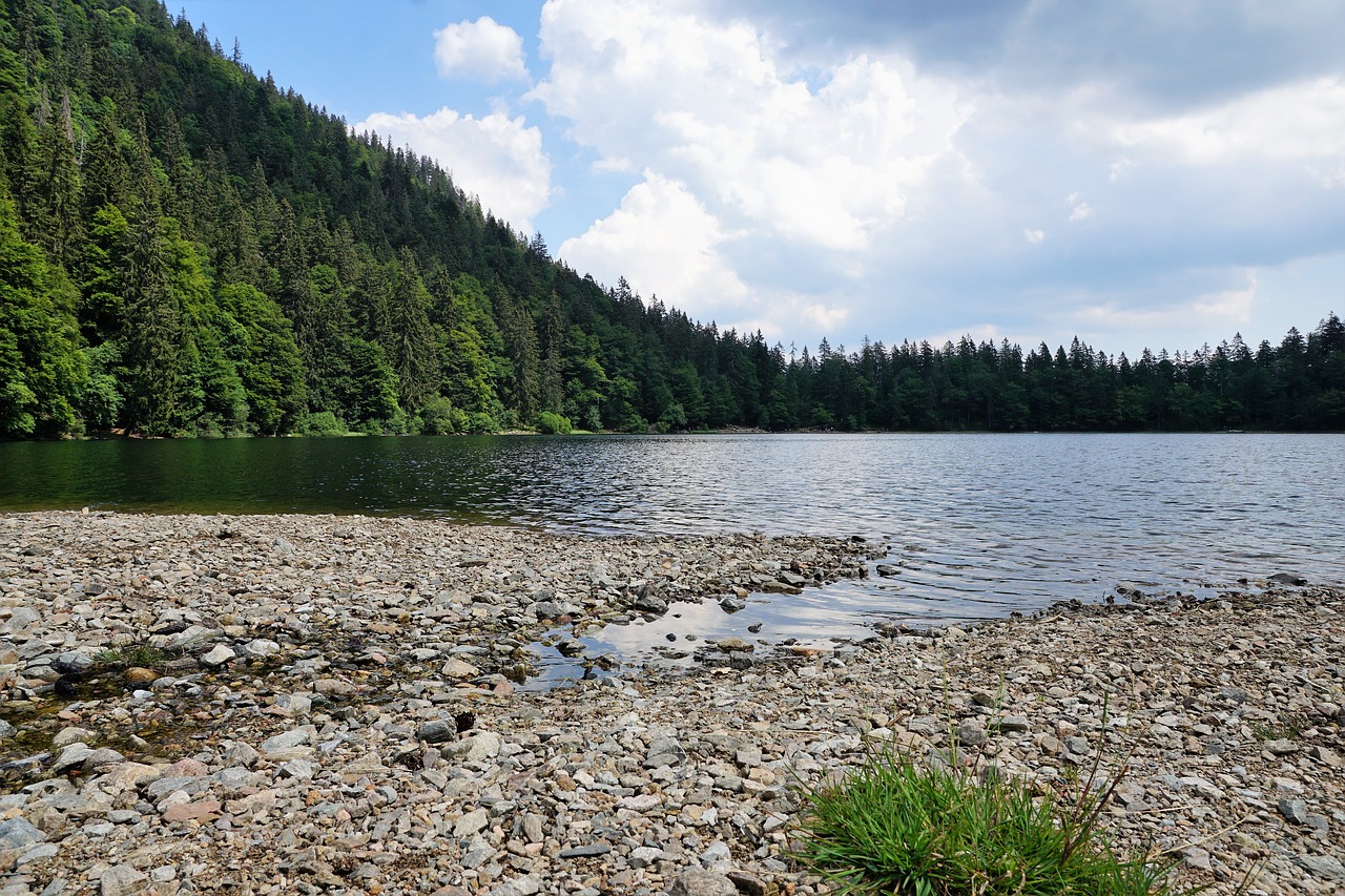 forest  feldberg  landscape free photo