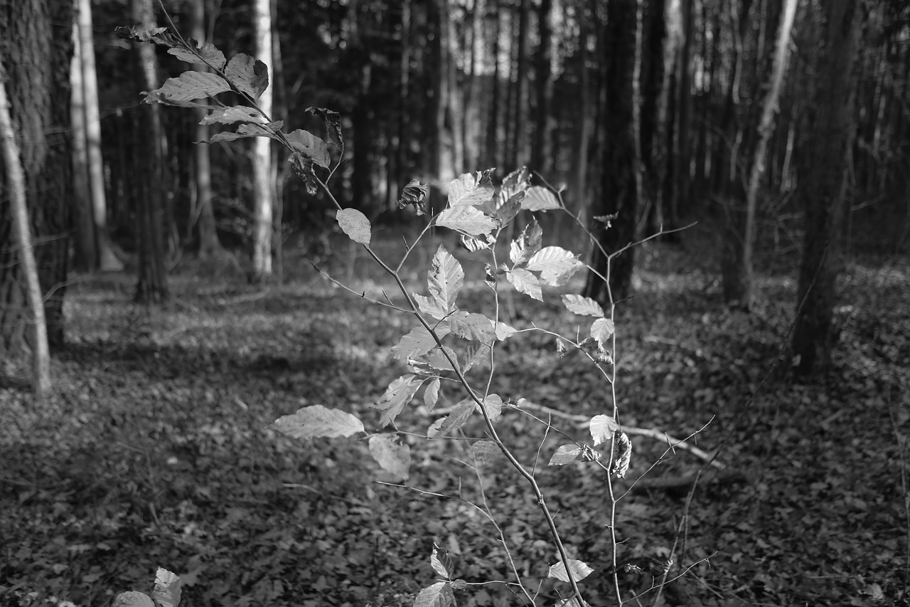 forest  sheet of black-and-white  nature free photo