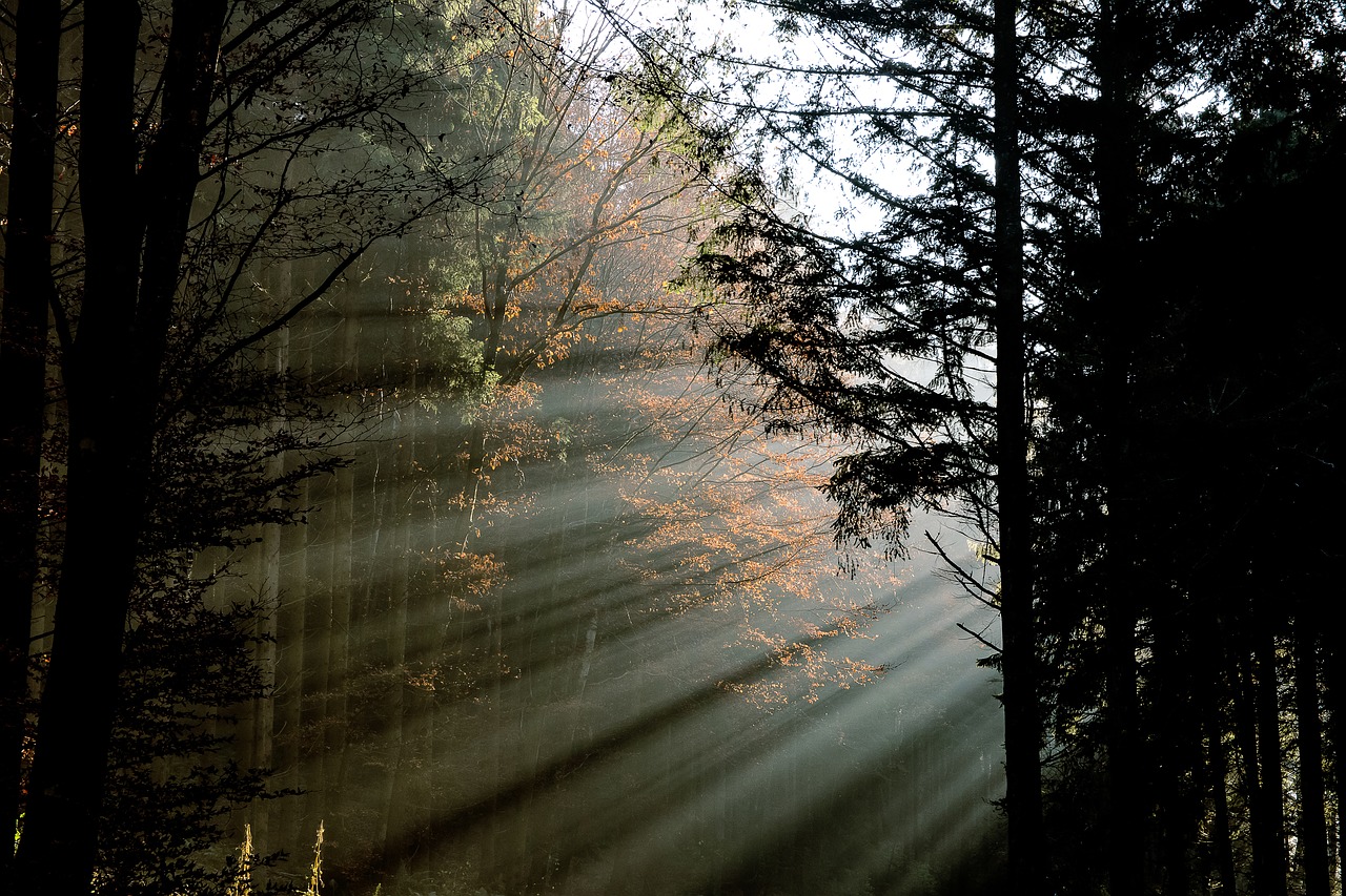 forest  sunbeam  mood free photo