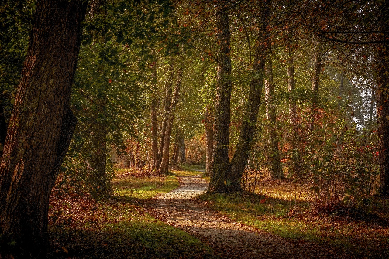 forest  forest path  autumn free photo