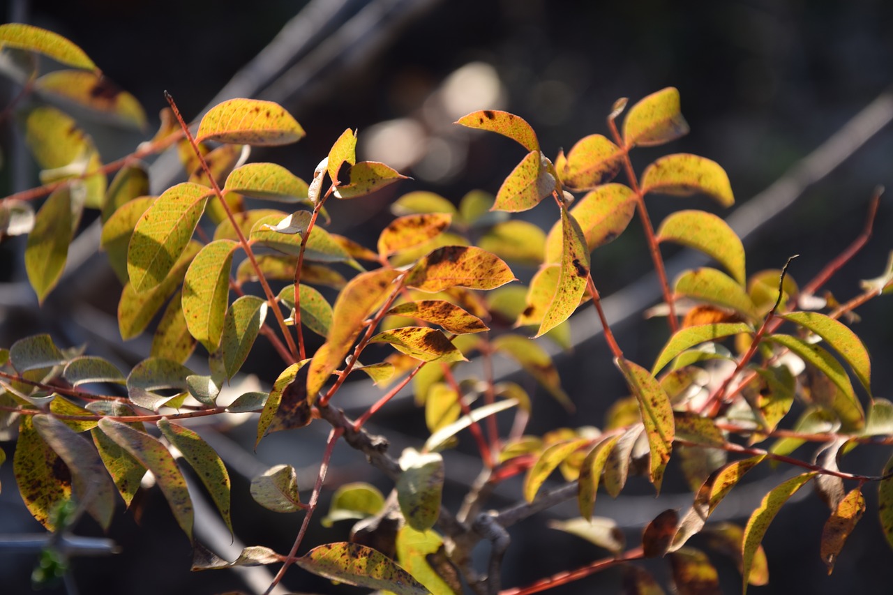 forest  mediterranean  nature free photo