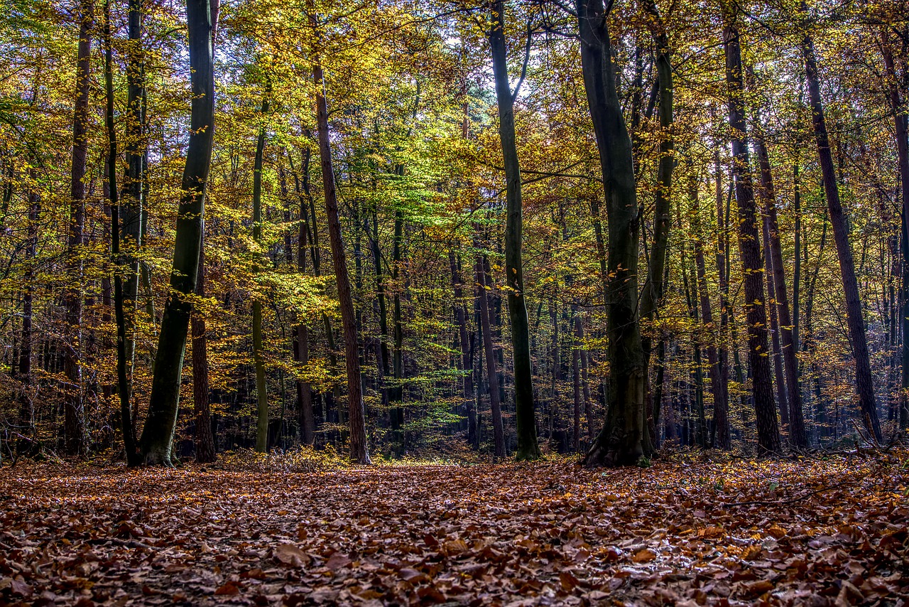 forest  trees  leaves free photo