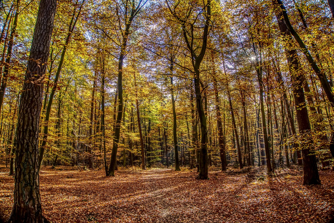 forest  trees  leaves free photo