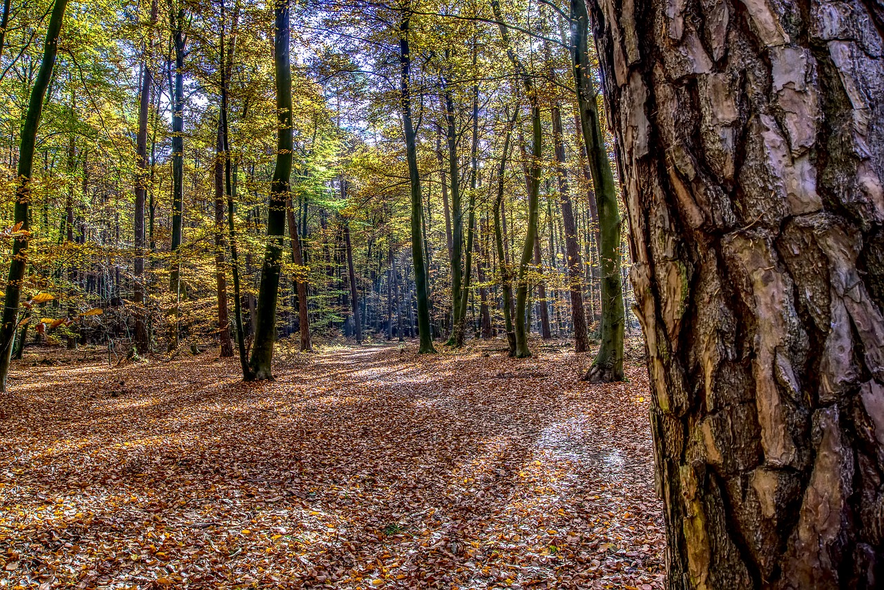 forest  trees  leaves free photo