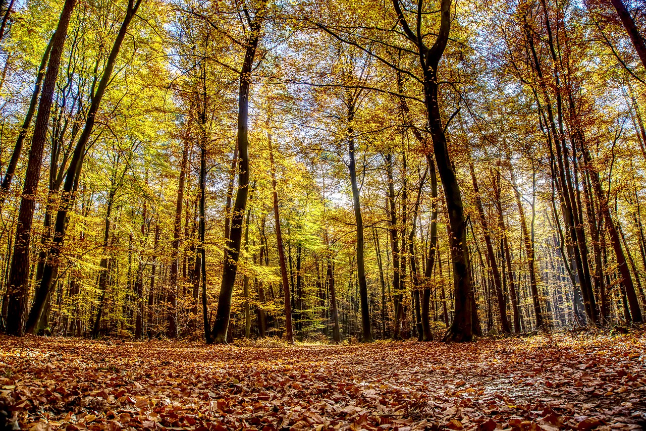 forest  trees  leaves free photo