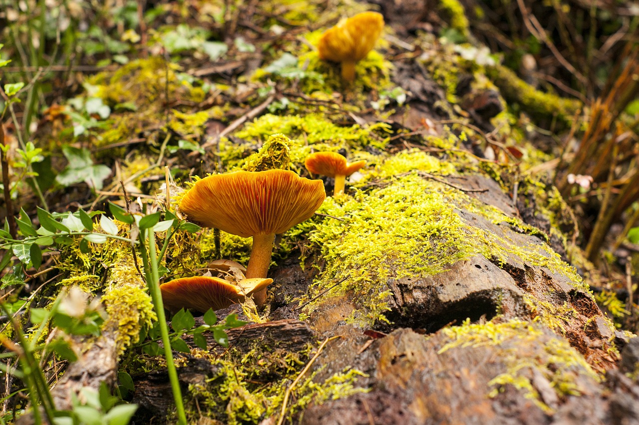 forest  autumn  moss free photo