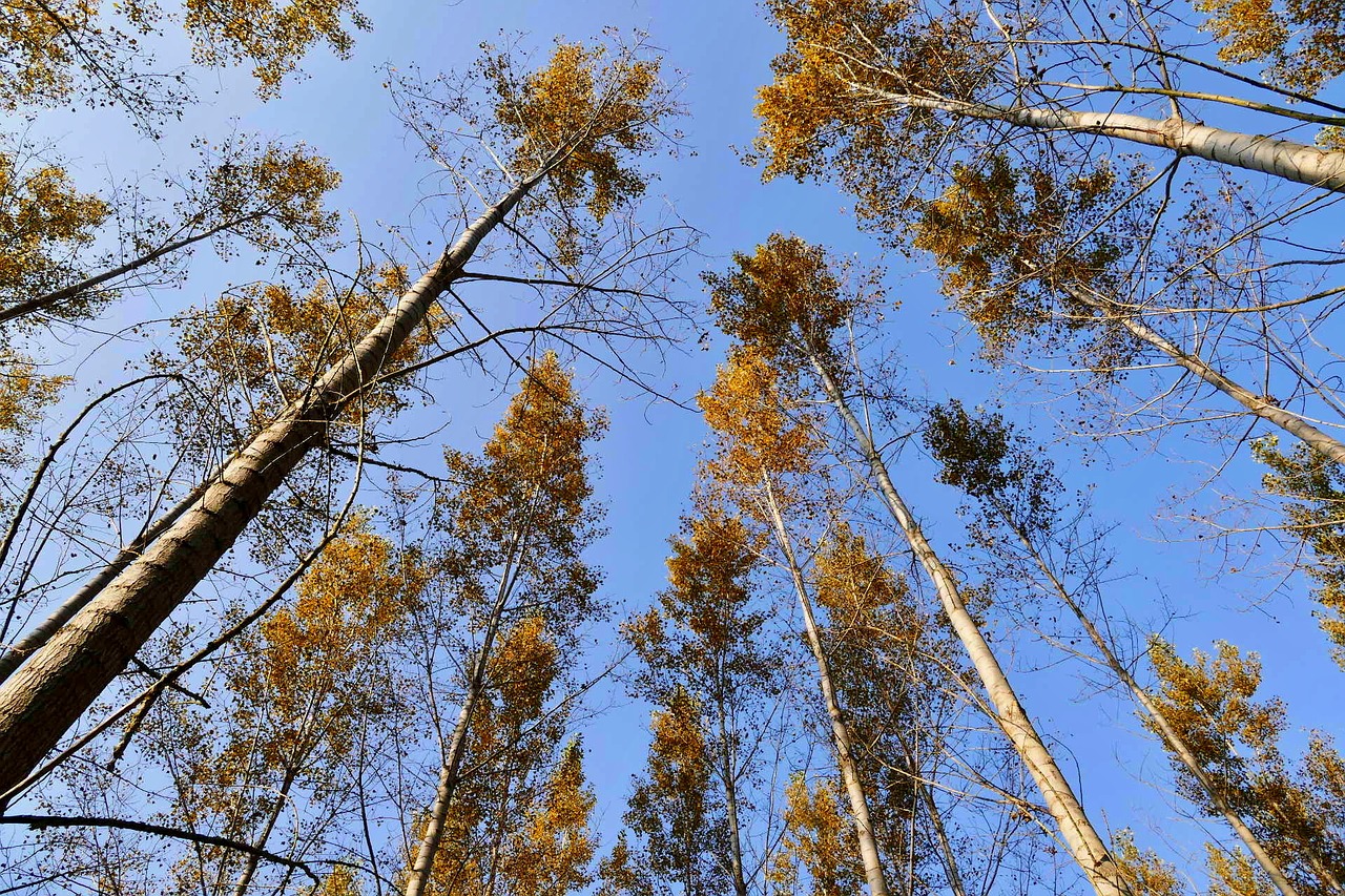 forest  trees  nature free photo