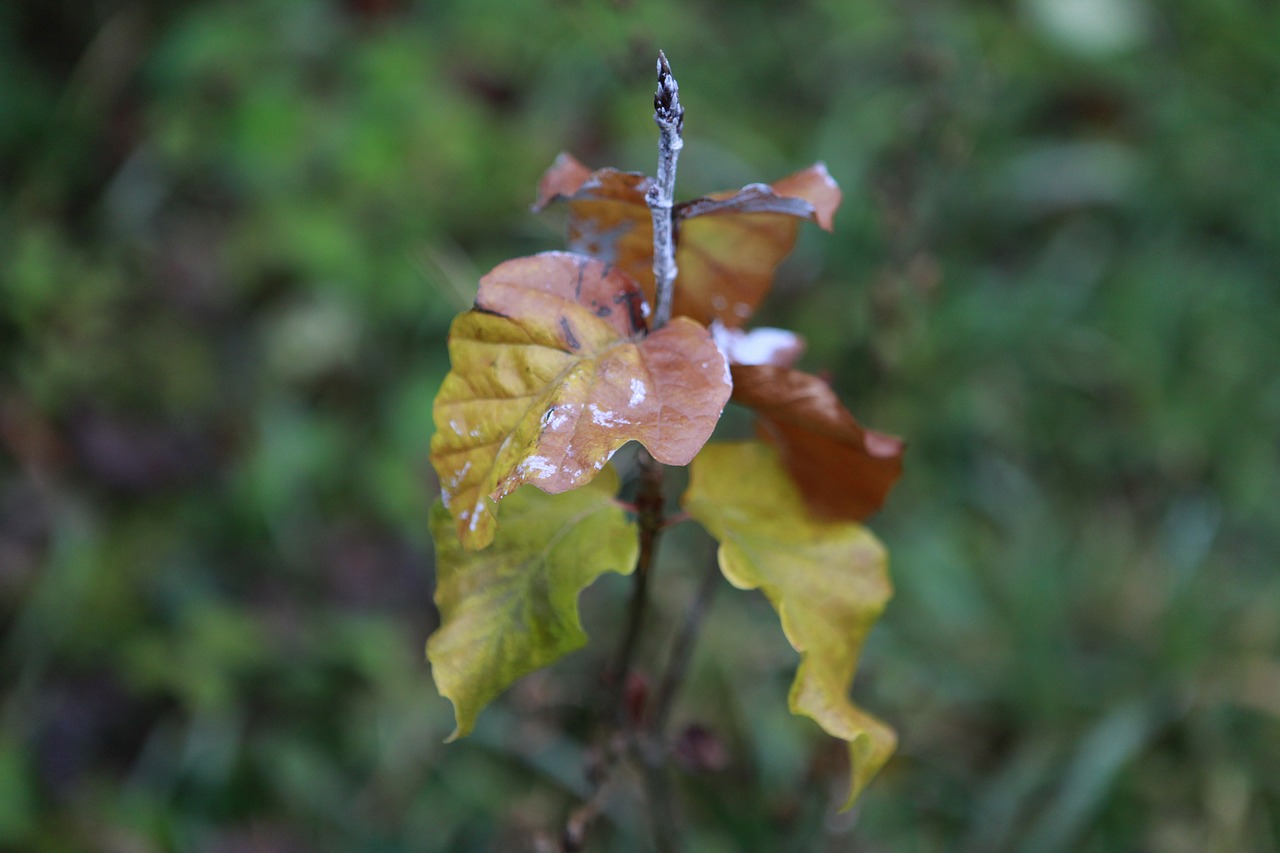 forest  wild  nature free photo