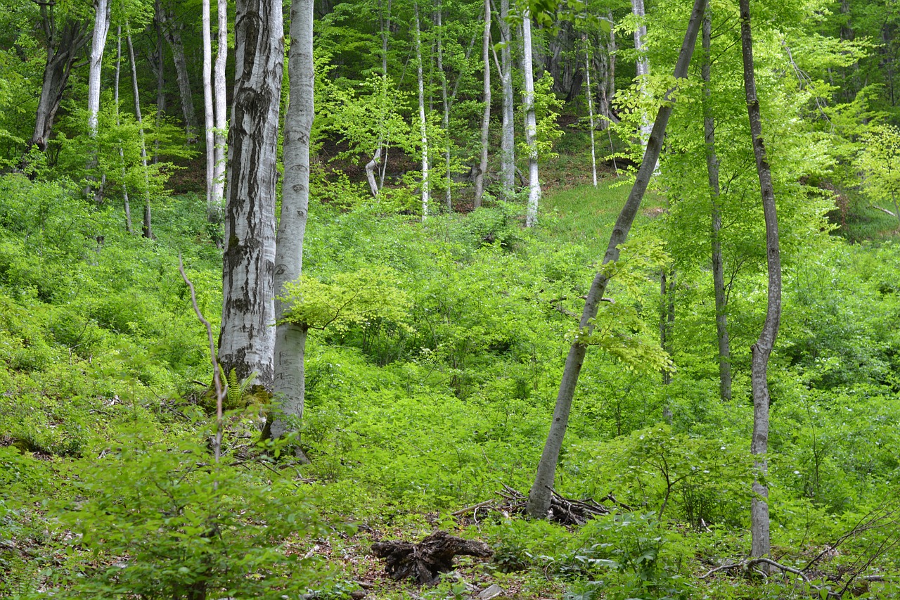 forest wood trees free photo