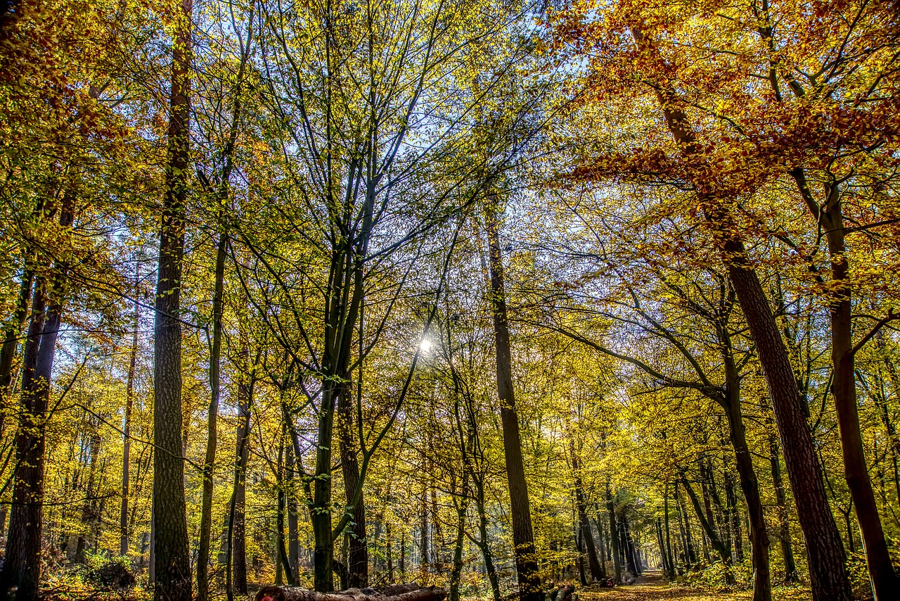 forest  autumn  mood free photo