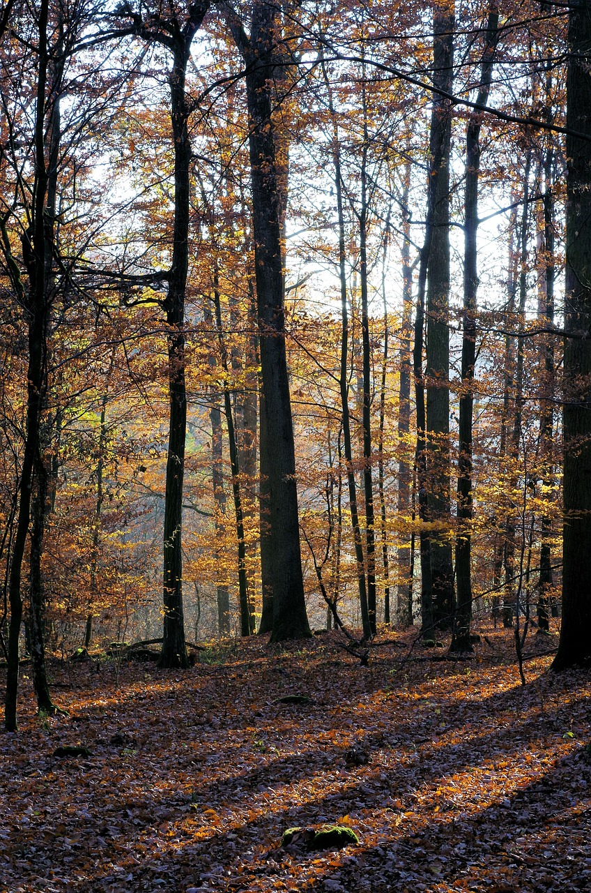 forest  autumn  nature free photo