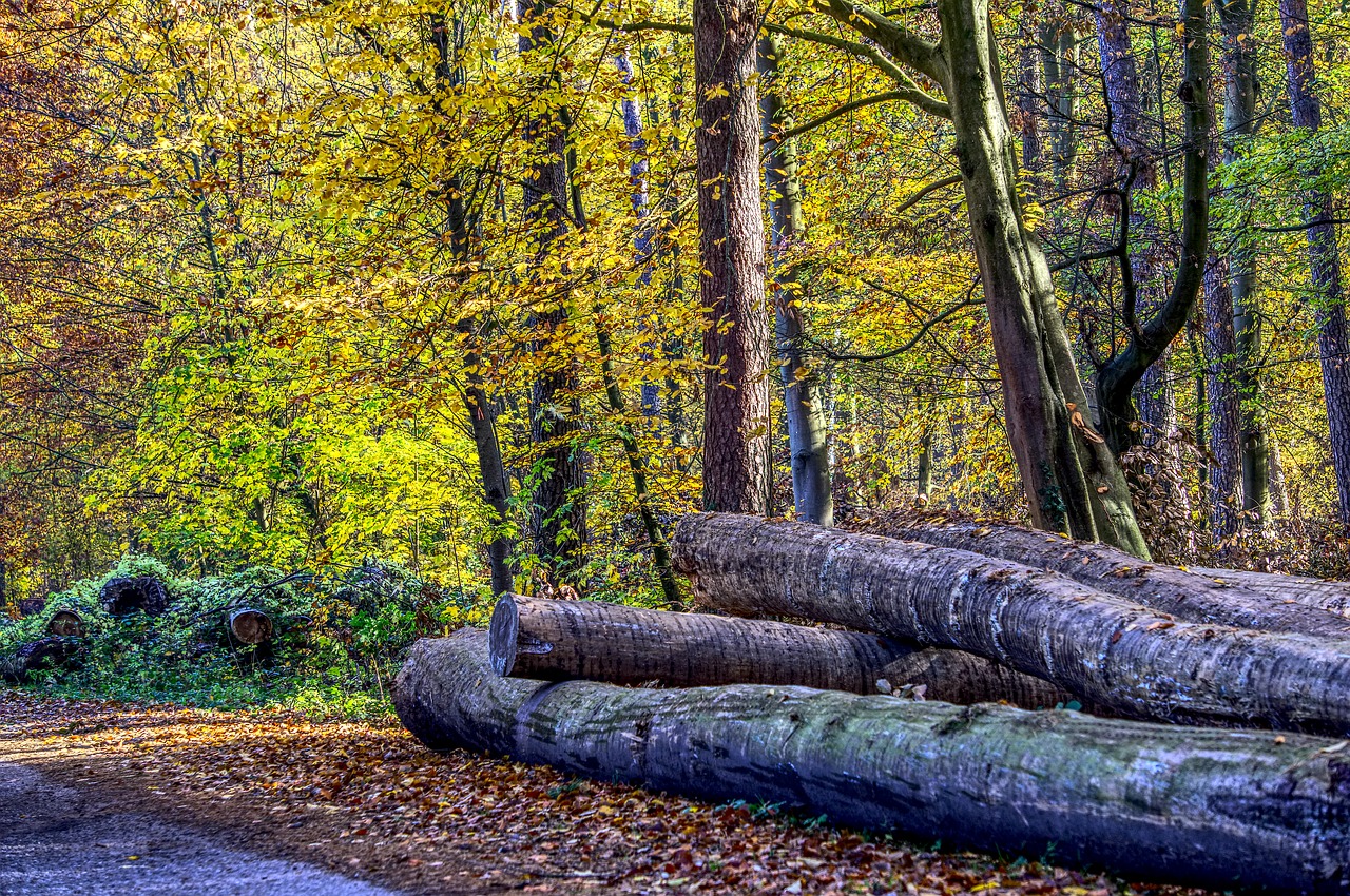 forest  trees  leaves free photo