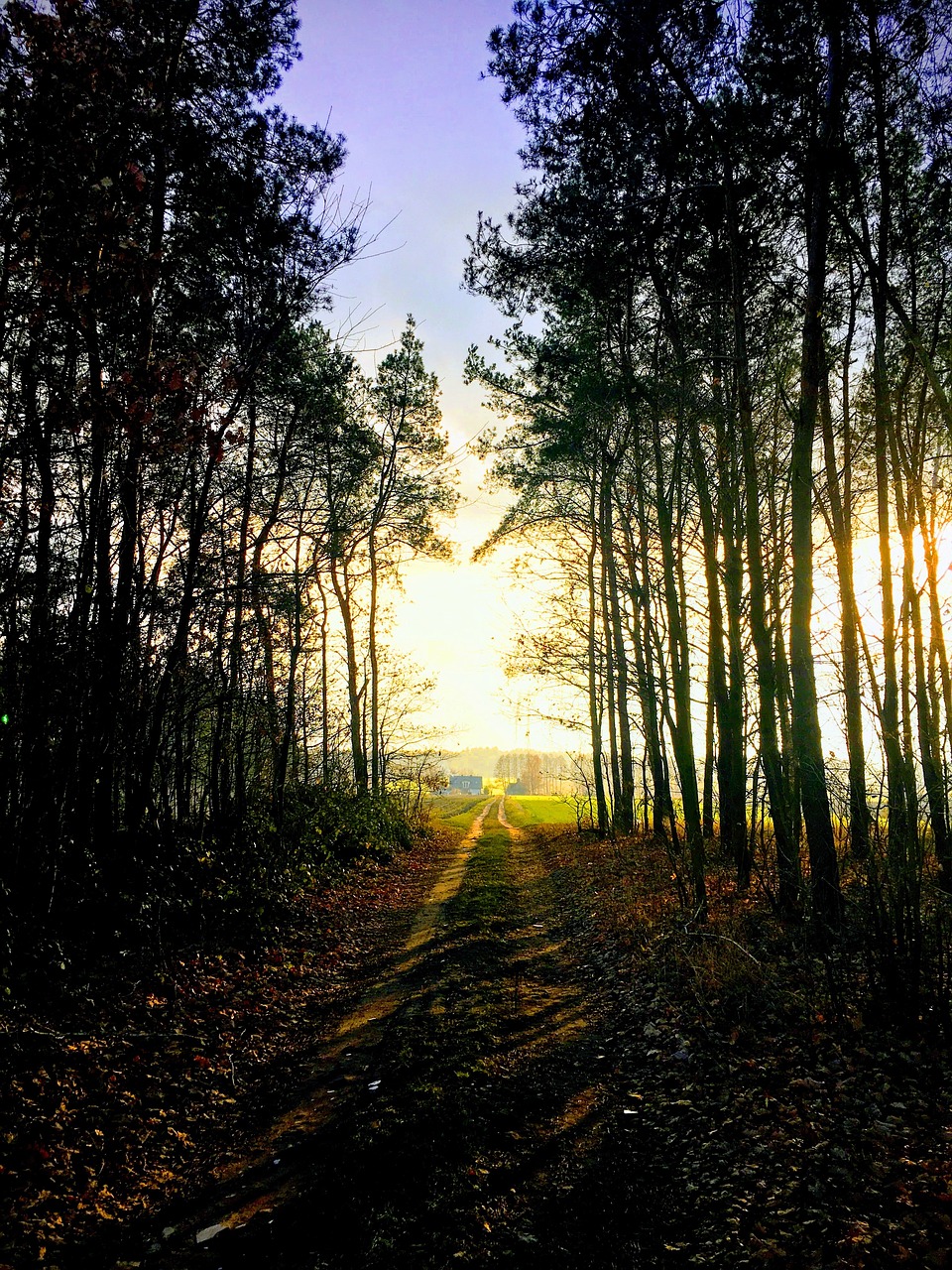 forest  landscape  wood free photo