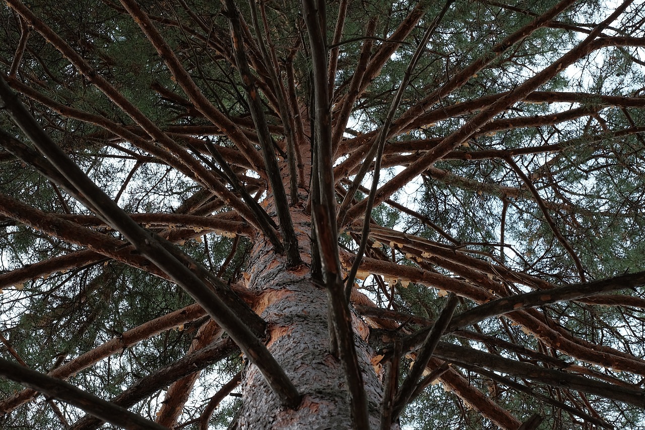 Великовозрастное дерево сосны Сосновского